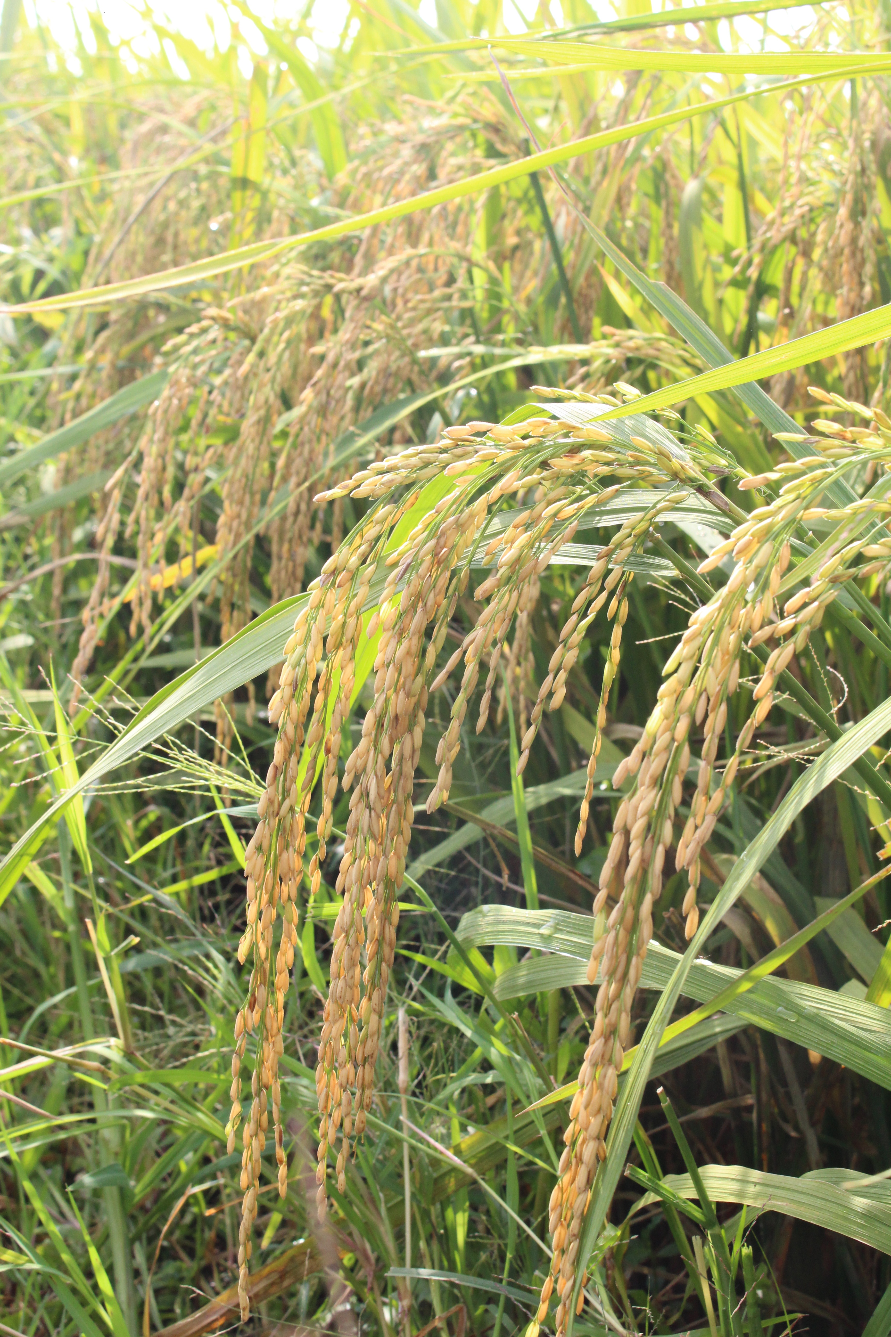 Kỹ thuật bón phân đa lượng NPK Hà Gianh cho lúa gieo sạ